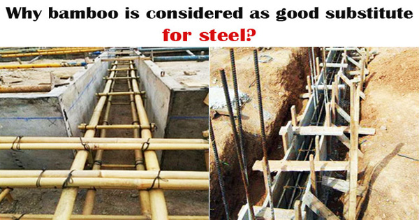 bamboo vs steel